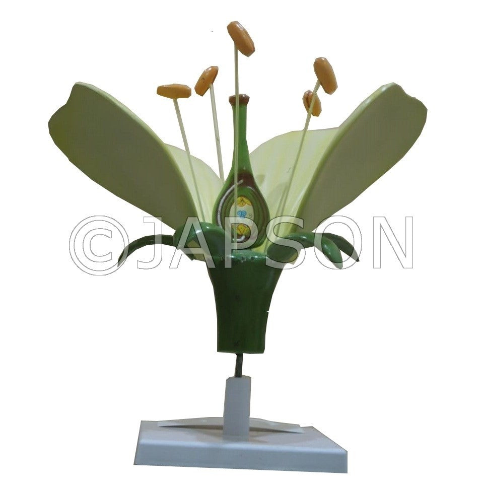 Model, Flower on Stand Model, Flower on Stand